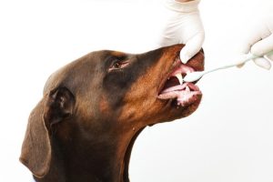 doberman_teethbrushing