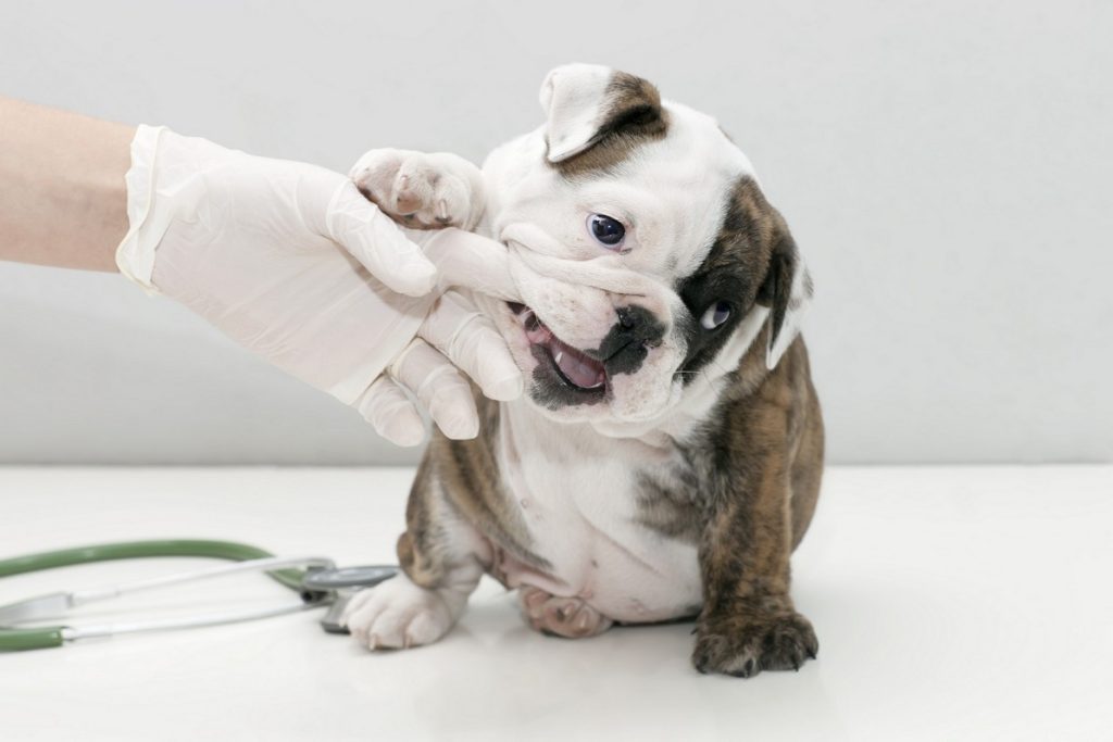 Dog Dentistry is Essential to your Pet's Overall Health Veterinary