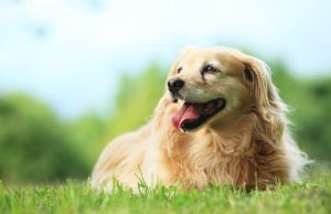 dog06