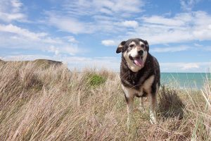 dog32